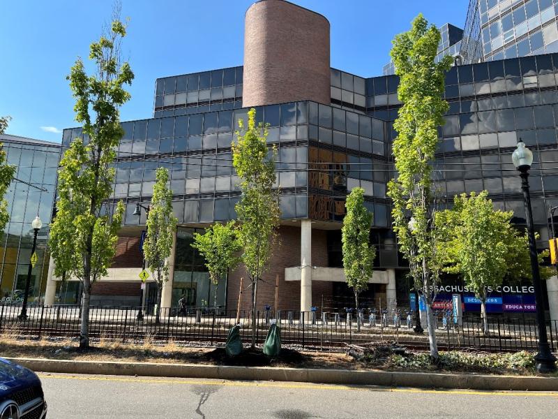 After photo of the newly installed trees along the Huntington Avenue median