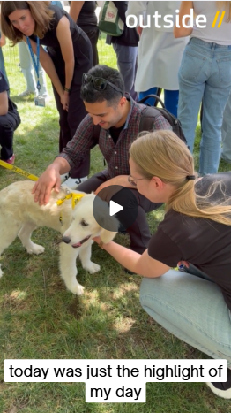 video screenshot of puppies